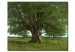 Tableau Le chêne de Flagey, appelé Vercingétorix 52941