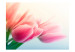 Wall Mural Spring and Tulips - Delicate Macro Shot of Flowers on a Bright Background 60641 additionalThumb 1