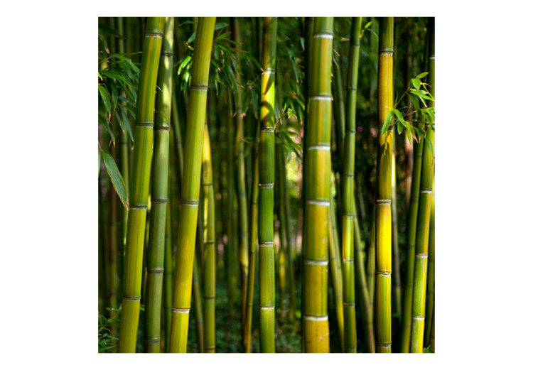 Carta da parati Motivo giapponese - piante in stile orientale con canne di bambù 61441 additionalImage 1