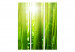 Parawan pokojowy Słońce i bambus [Room Dividers] 133251 additionalThumb 3