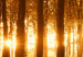 Cadre moderne Amber forest 50051 additionalThumb 5