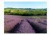 Wall Mural Lavender fields 60451 additionalThumb 1