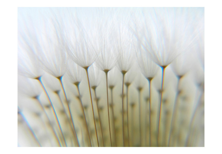 Fototapeta Dmuchawcowy las - kompozycja kwiatów dmuchawca w stylu skandynawskim 60651 additionalImage 1