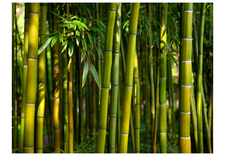 Fotomural Floresta de bambu asiático 61451 additionalImage 1