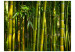 Fotomural Floresta de bambu asiático 61451 additionalThumb 1