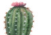 Obraz Trzy kaktusy - uproszczone, wesołe grafiki zielonych roślin 108561 additionalThumb 5