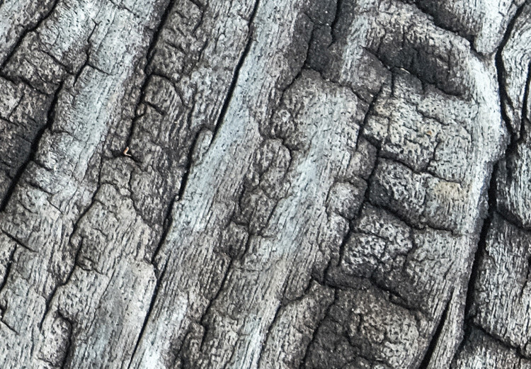 Obraz Kora drzewa - struktura natury w monochromatycznym szarym kolorze 117761 additionalImage 4