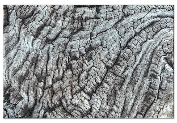Leinwandbild Baumrinde - Naturstruktur in monochromer, grauer Farbe