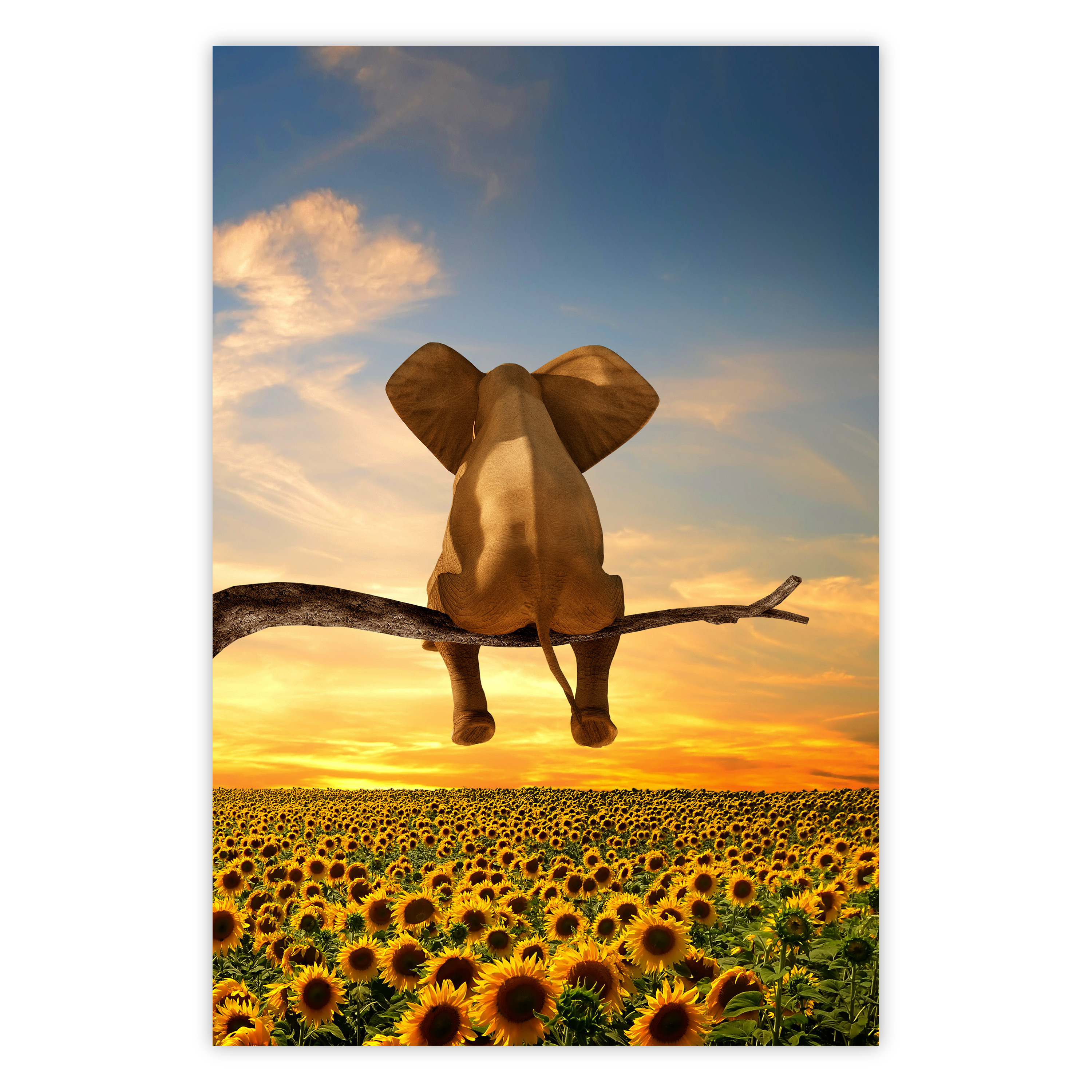 Elephant [Poster] Wandposter - and Sunflowers Poster