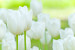 Fototapeta Pole białych kwiatów - motyw roślinny w formie jasnych tulipanów 60361