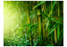 Fotomural Jungle - bamboo 61461 additionalThumb 1