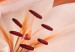 Leinwandbild Coral Lilies 92261 additionalThumb 4