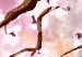 Obraz Gałązka kwitnącej wiśni - ilustracja z drzewem na różowym tle 135771 additionalThumb 4
