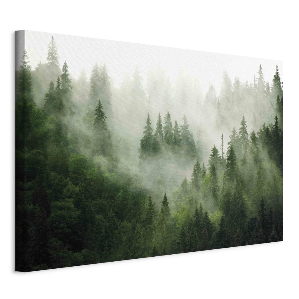 Schilderij Mountain Forest - View Of Green Coniferous Trees Covered With Fog [Large Format]