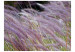 Wall Mural Field of Tall Grass - Shot of a Meadow with Purple Lavender-Like Plants 60471 additionalThumb 1