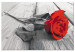 Cuadro numerado para pintar Lonely Rose - Red Flower on Wooden Boards 148881 additionalThumb 6