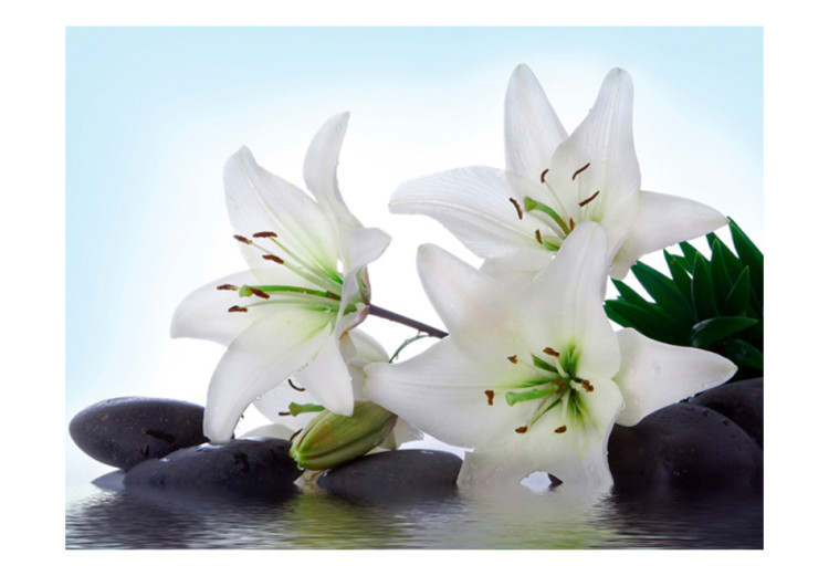 Photo Wallpaper Beauty of Nature - White Water Lilies Resting on Rocks on a Blue Background 60181 additionalImage 1