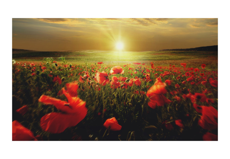 Wall Mural Morning on the poppy meadow 60381 additionalImage 1