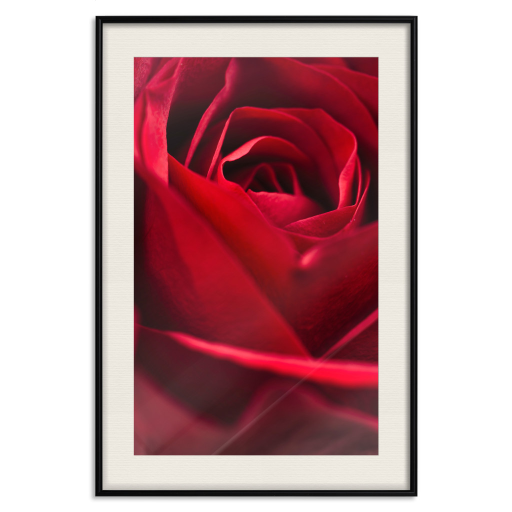 Plakat: Delikatny Kwiat - Zdjęcie Ze Zbliżeniem Na Czerwone Płatki Róży