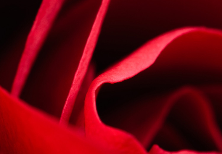 Plakat Delikatny kwiat - zdjęcie ze zbliżeniem na czerwone płatki róży 144591 additionalImage 5