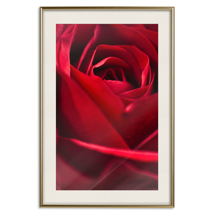 Plakat Delikatny kwiat - zdjęcie ze zbliżeniem na czerwone płatki róży 144591 additionalImage 26