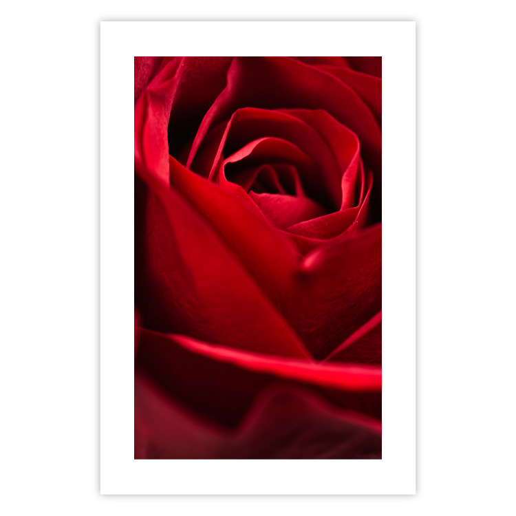 Plakat Delikatny kwiat - zdjęcie ze zbliżeniem na czerwone płatki róży 144591 additionalImage 23