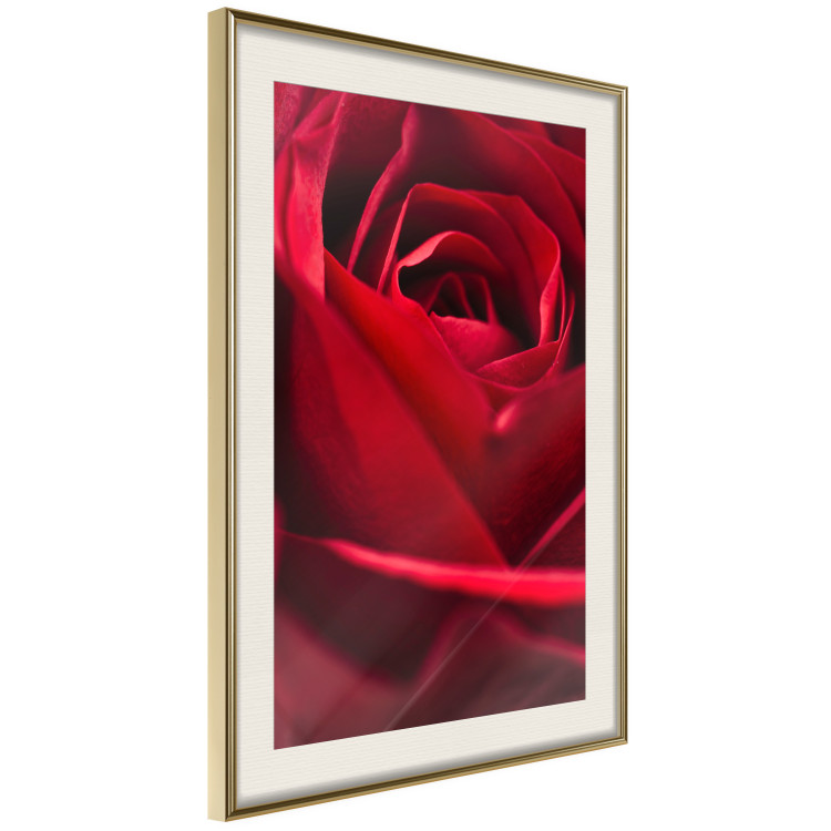 Plakat Delikatny kwiat - zdjęcie ze zbliżeniem na czerwone płatki róży 144591 additionalImage 15