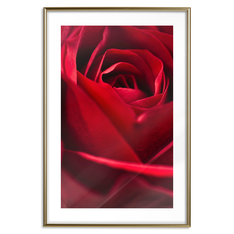 Plakat Delikatny kwiat - zdjęcie ze zbliżeniem na czerwone płatki róży 144591 additionalImage 25