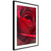 Plakat Delikatny kwiat - zdjęcie ze zbliżeniem na czerwone płatki róży 144591 additionalThumb 8