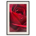 Plakat Delikatny kwiat - zdjęcie ze zbliżeniem na czerwone płatki róży 144591 additionalThumb 27