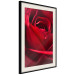 Plakat Delikatny kwiat - zdjęcie ze zbliżeniem na czerwone płatki róży 144591 additionalThumb 9