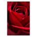 Plakat Delikatny kwiat - zdjęcie ze zbliżeniem na czerwone płatki róży 144591