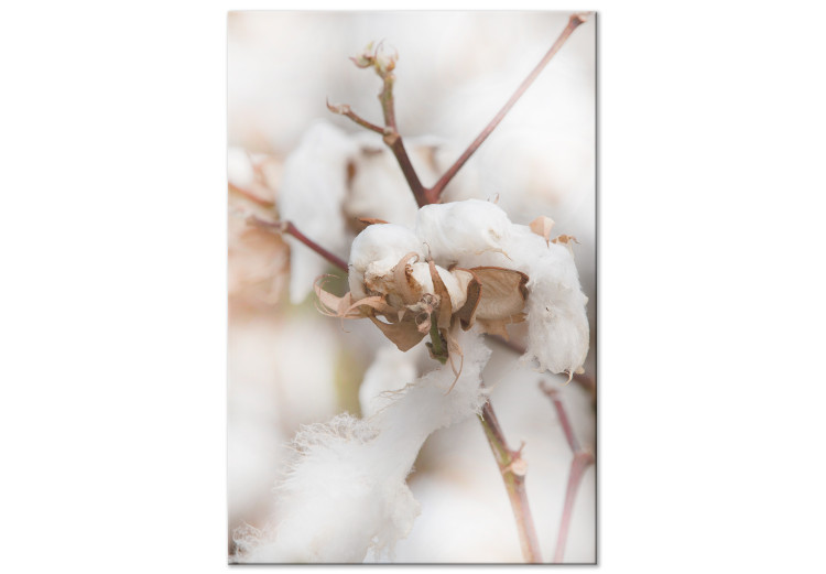 Canvas Cotton Twigs - Natural Photo of a Plant in the Style of a Boho