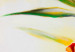 Tableau moderne Tulipes cachées (1 pièce) - Composition de fleurs et hautes herbes 48691 additionalThumb 3