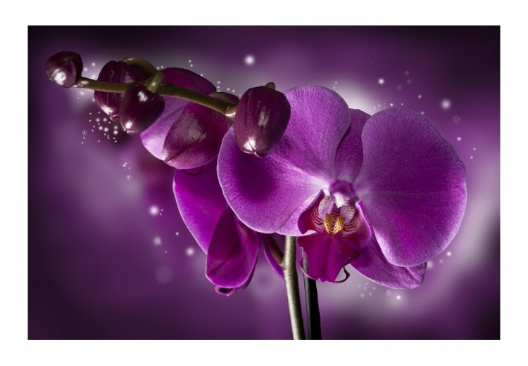 Fototapeta Baśń i orchidea - fantazja motywu kwiatowego w odcieniach fioletu 60191 additionalImage 1
