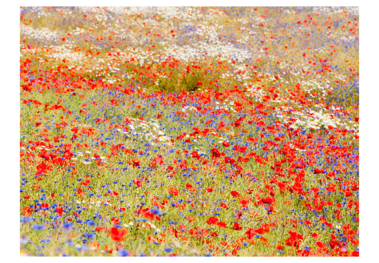 Fototapeta Łąka maki i chabry... - pejzaż przedstawiający trawy i kolorowe kwiaty 60391 additionalImage 1