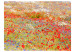 Fototapeta Łąka maki i chabry... - pejzaż przedstawiający trawy i kolorowe kwiaty 60391 additionalThumb 1
