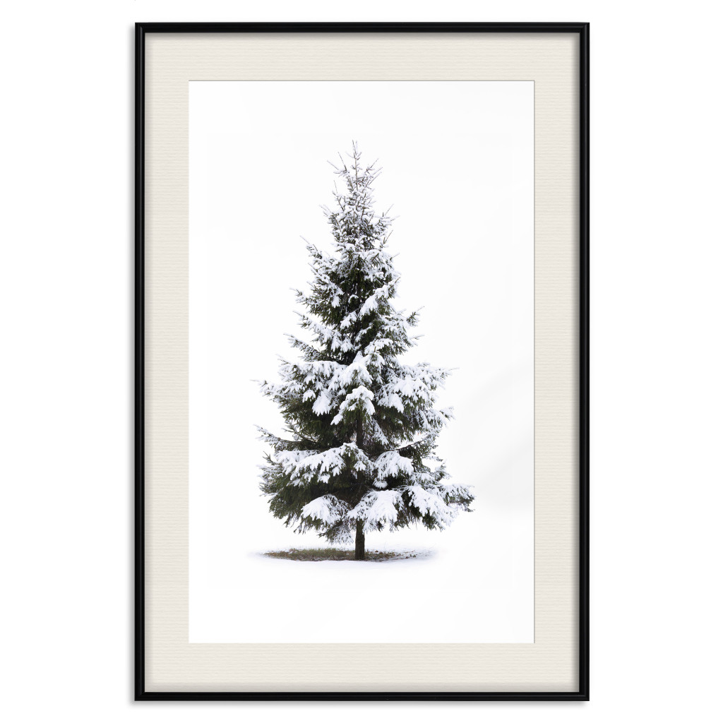 Plakat: Zimowe Drzewko - świerk Przykryty śniegiem Na Białym Jednolitym Tle