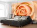 Wall Mural Peach Rose - Natural Plant Motif with a Rose Flower in the Center 60302