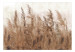 Mural de parede Tall Grasses - Brown 131712 additionalThumb 1