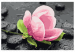 Peinture par numéros Pink Flower and Stones 107522 additionalThumb 7