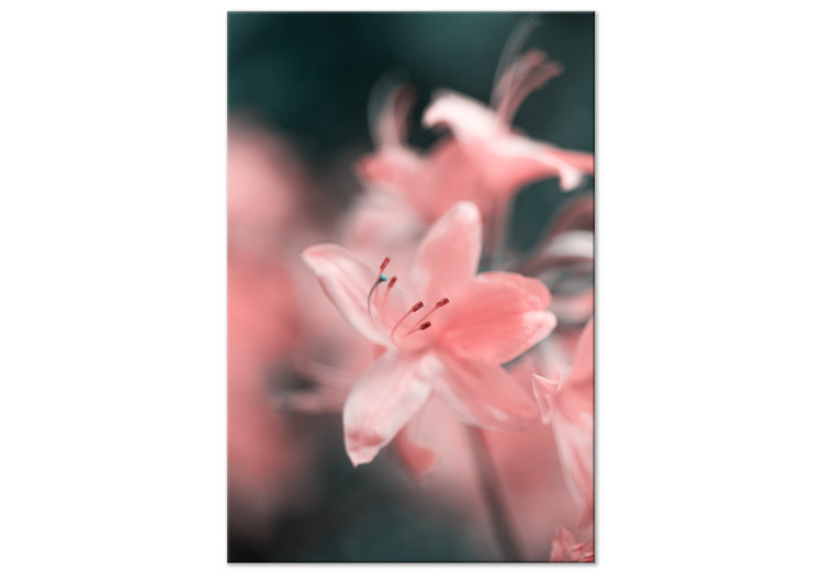 Canvas The gentleness of nature - a subtle, romantic photo of pink flowers