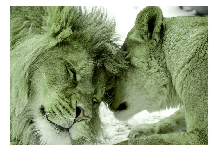 Carta da parati moderna L'amore dei leoni - una foto di due animali abbracciati l'un l'altro 126822 additionalImage 1