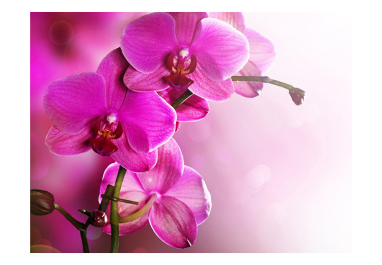 Wall Mural Pink Orchid Flowers - Natural Floral Motif on a Delicate Background 60622 additionalImage 1