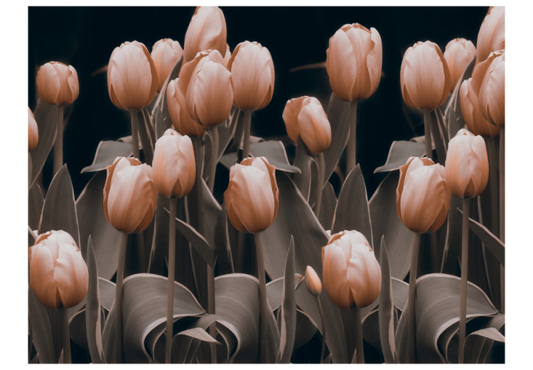 Wall Mural Nature - Floral Motif of Red Tulips on a Black Background 60342 additionalImage 1