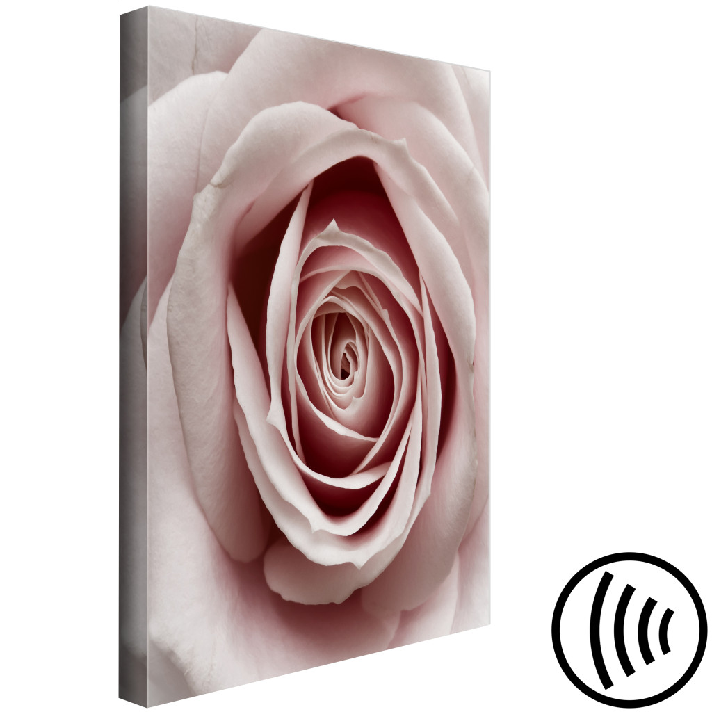 Schilderij  Rozen: Roze Charme (1-delige Serie) - Bloeiende Roos In Pastelkleuren