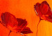 Leinwandbild Mohnblumenwiese (1-teilig) - Sonnige Komposition aus roten Blumen 48552 additionalThumb 2