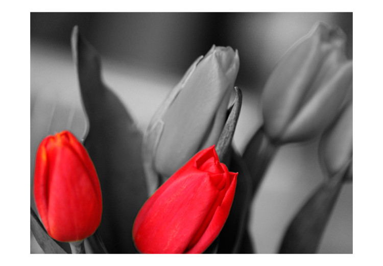 Wall Mural Red tulips on black and white background 60352 additionalImage 1