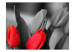 Wall Mural Red tulips on black and white background 60352 additionalThumb 1