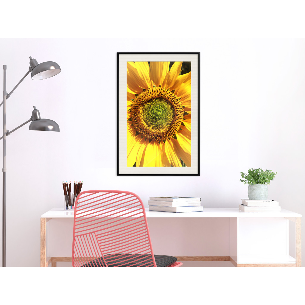 Cartaz Young Sunflower [Poster]